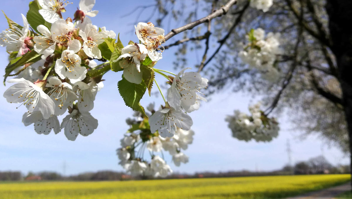 Frühling im Münsterland